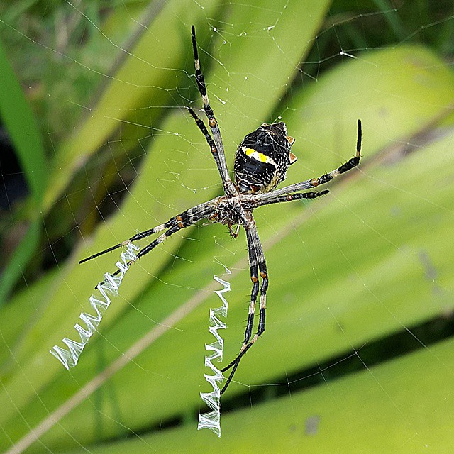 a spider is sitting on a stick in the middle of some leaves