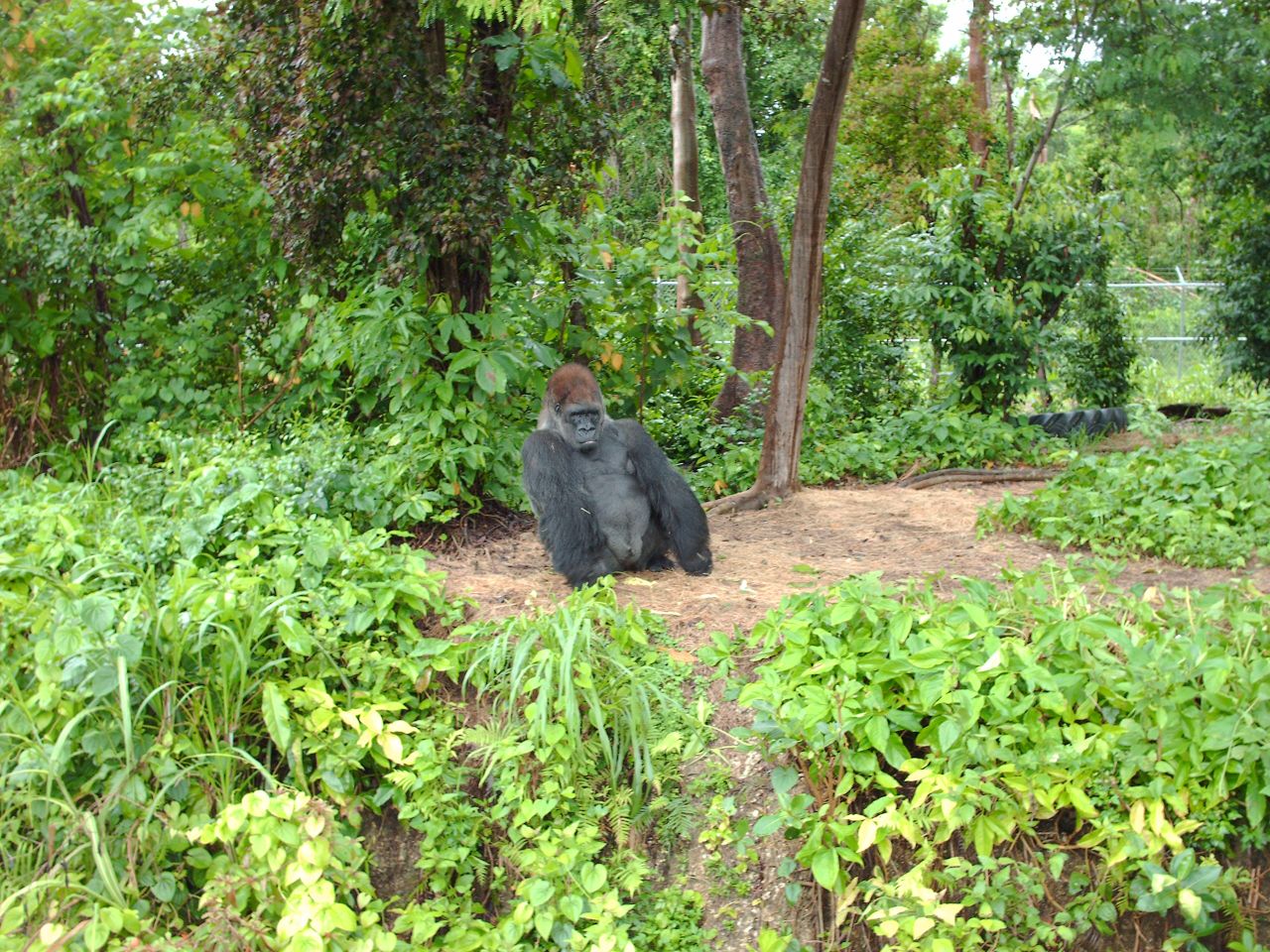 a gorilla sitting in the middle of a jungle