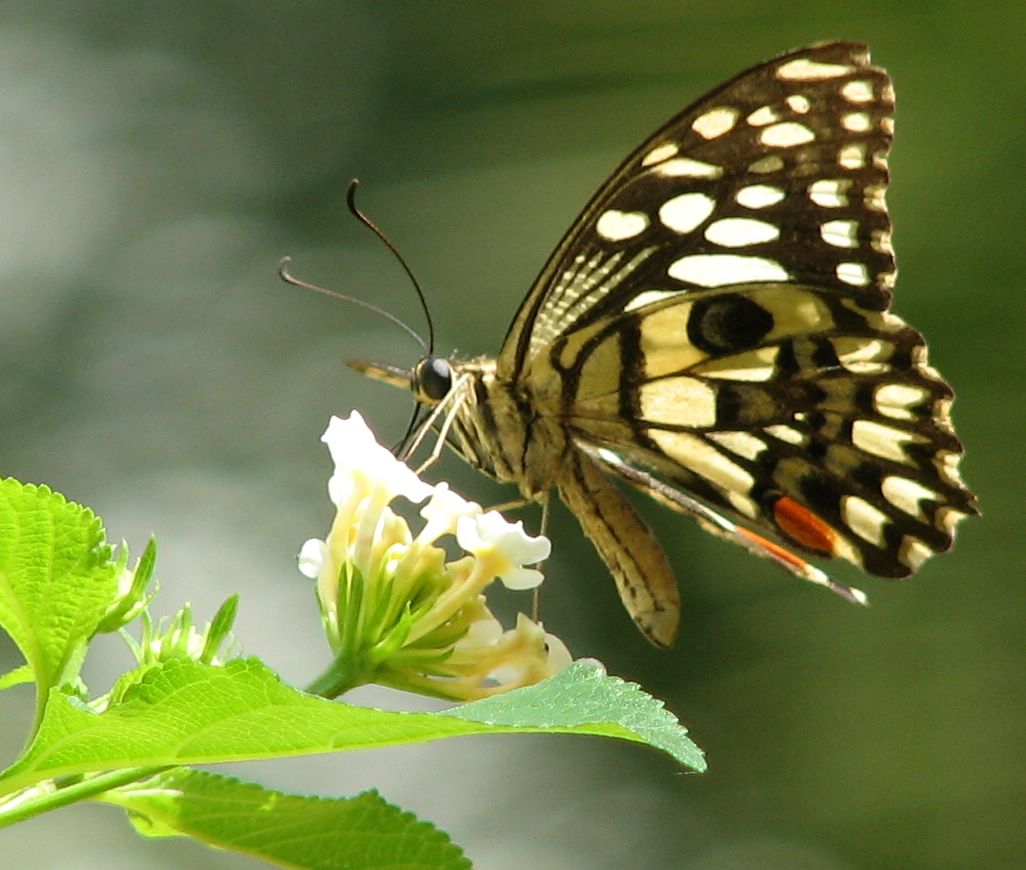 the large black and white erfly is flying over a flower