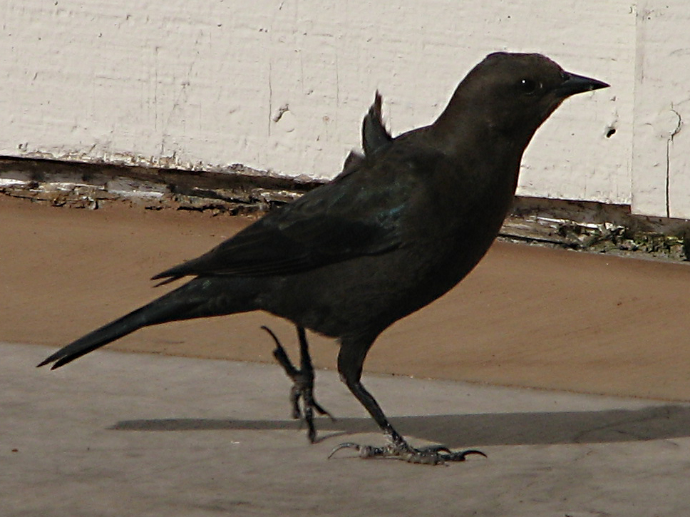 the black bird is sitting on the concrete outside