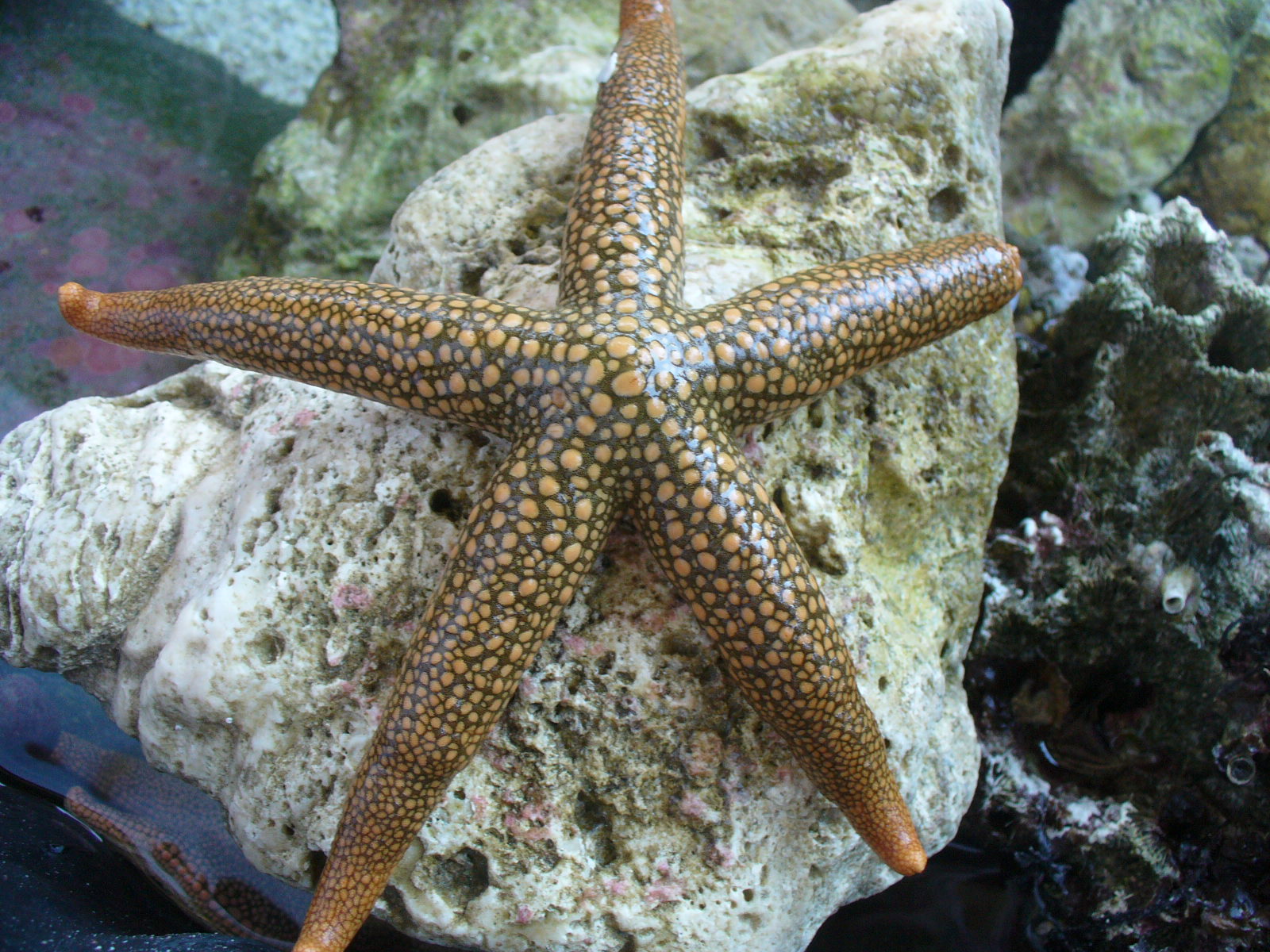 two starfishs are swimming around in some water