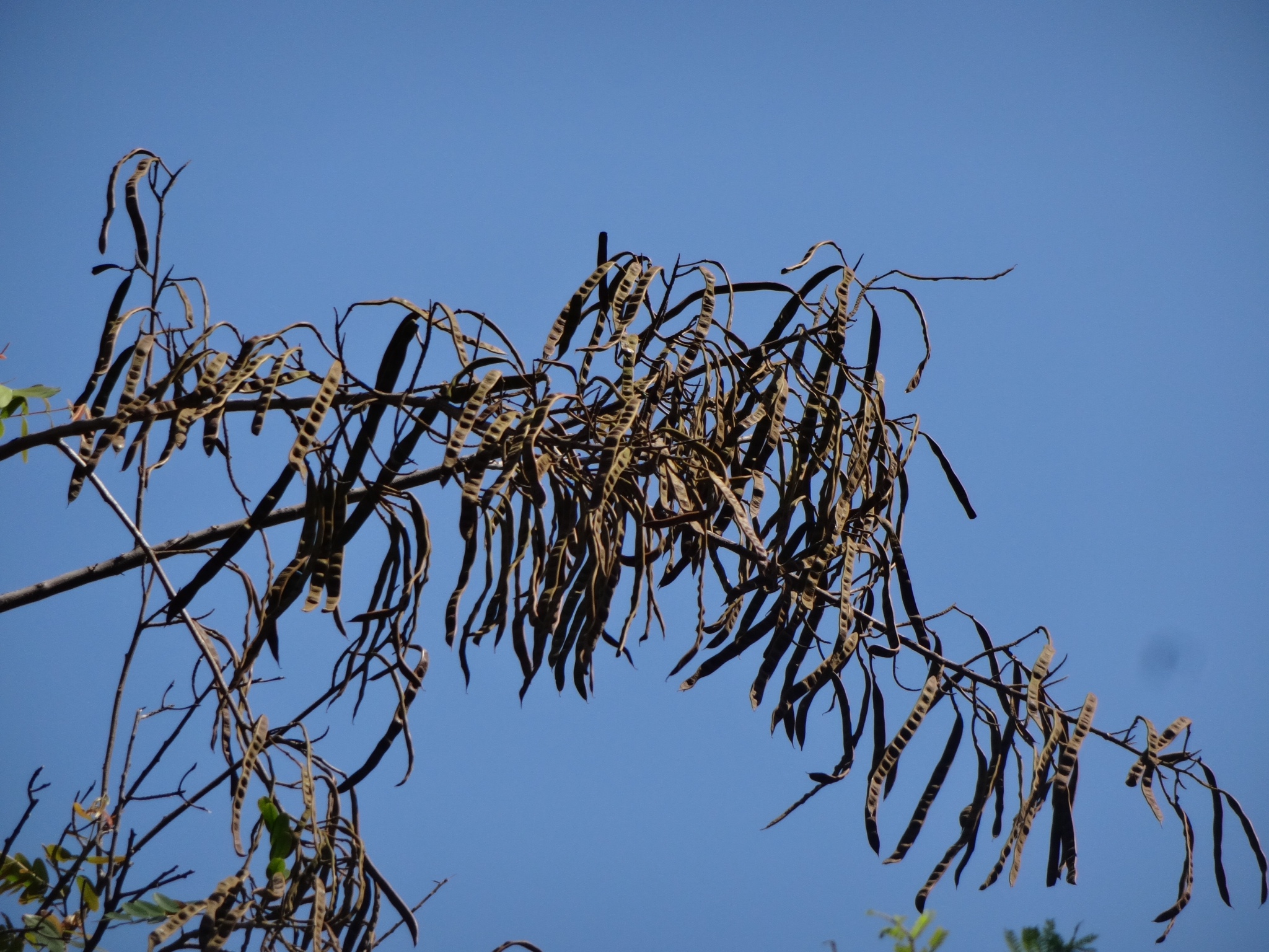 a bird sitting in the tree's nches with some leaves