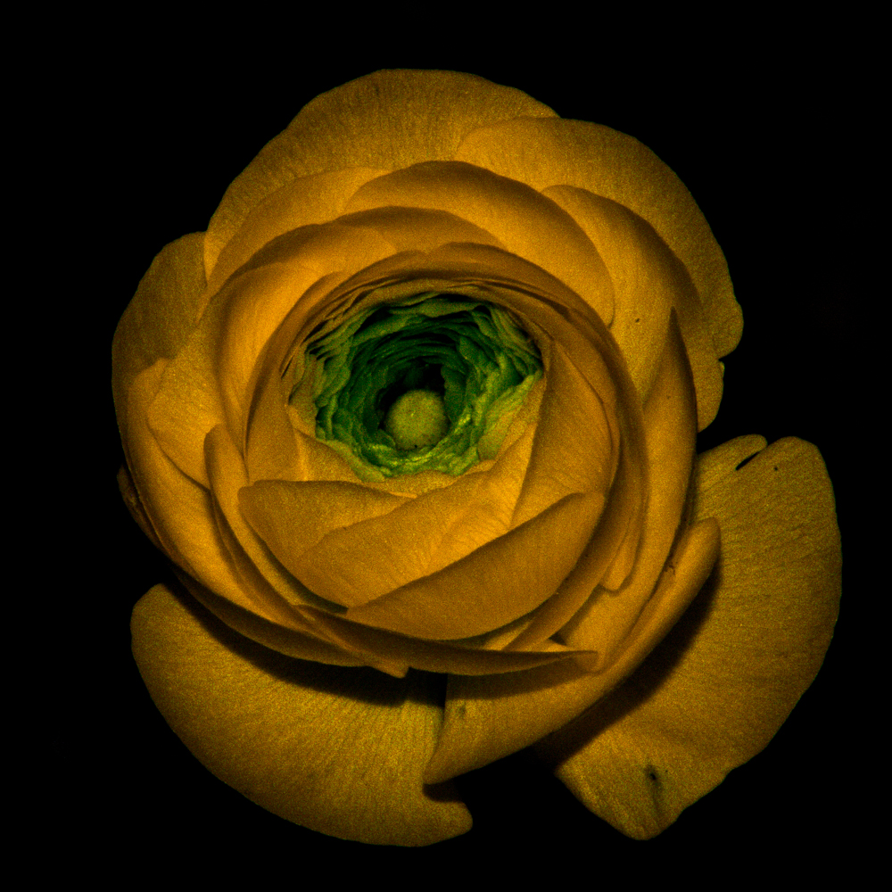 an unusual view of a yellow rose in a dark background
