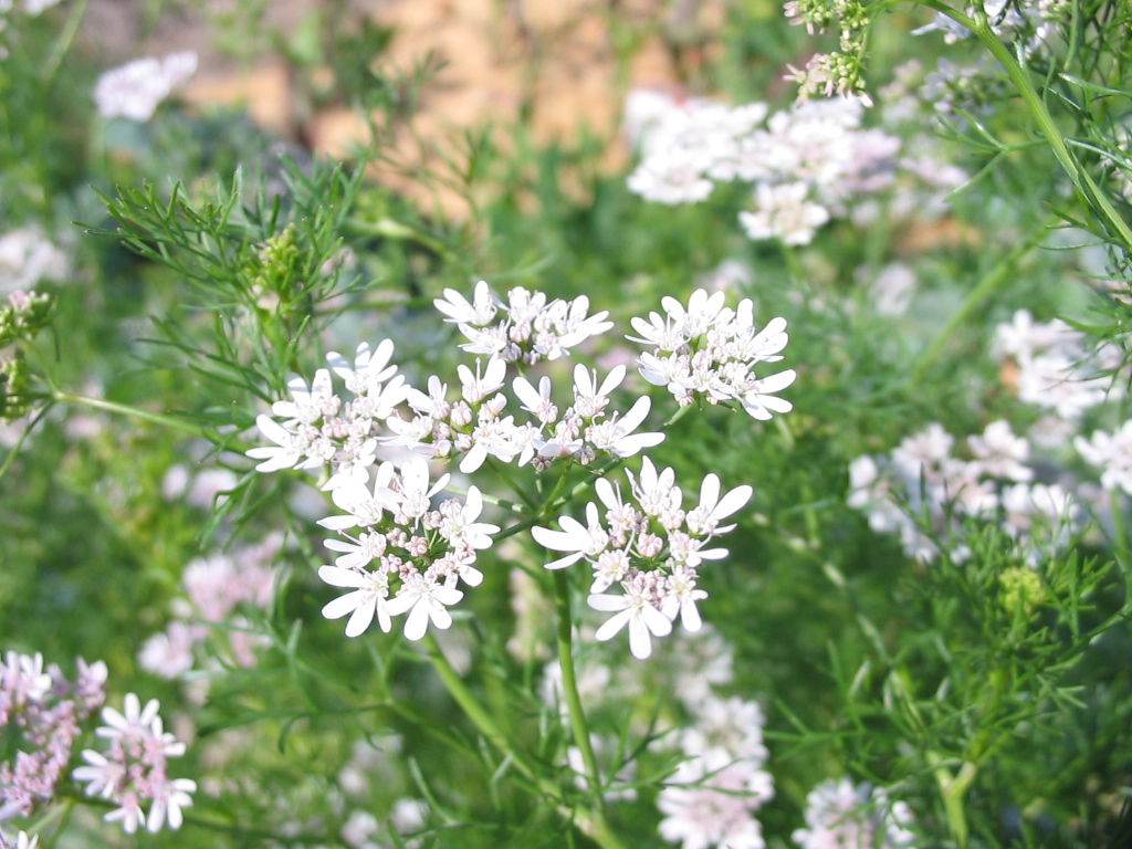 a field full of pink and white flowers with green stems