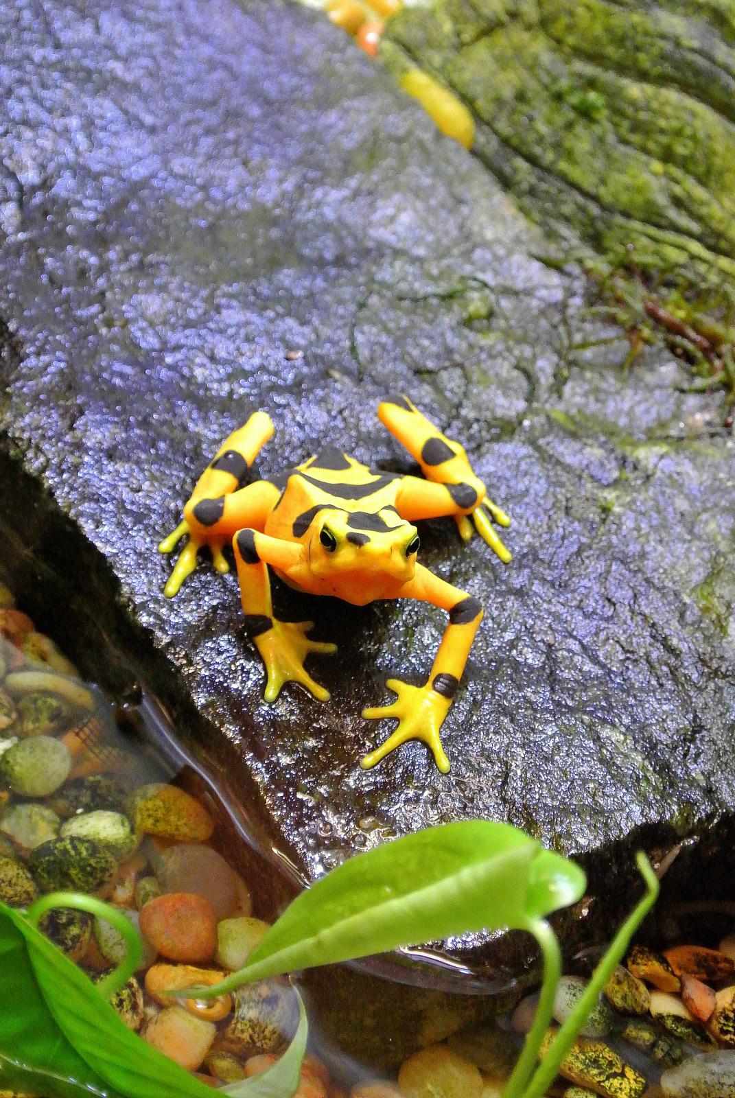 an orange and black frog is in some water