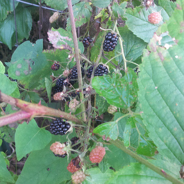 the blackberries have berryy brown patches on them