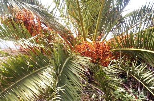 a group of palm trees with red berries hanging from them