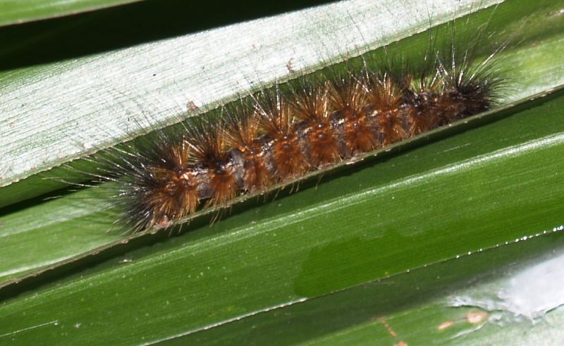 a large brown insect with red hair standing on a plant