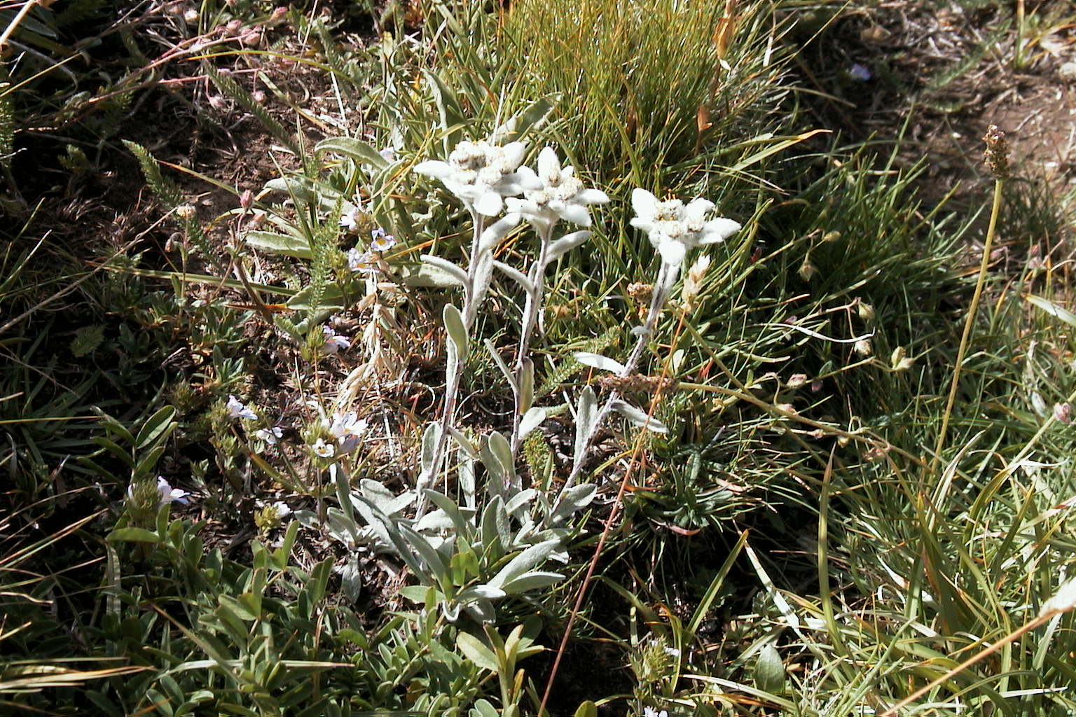 wildflowers stand in a green meadow, with grass behind it