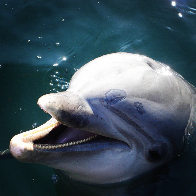 a large dolphin is poking its tongue out