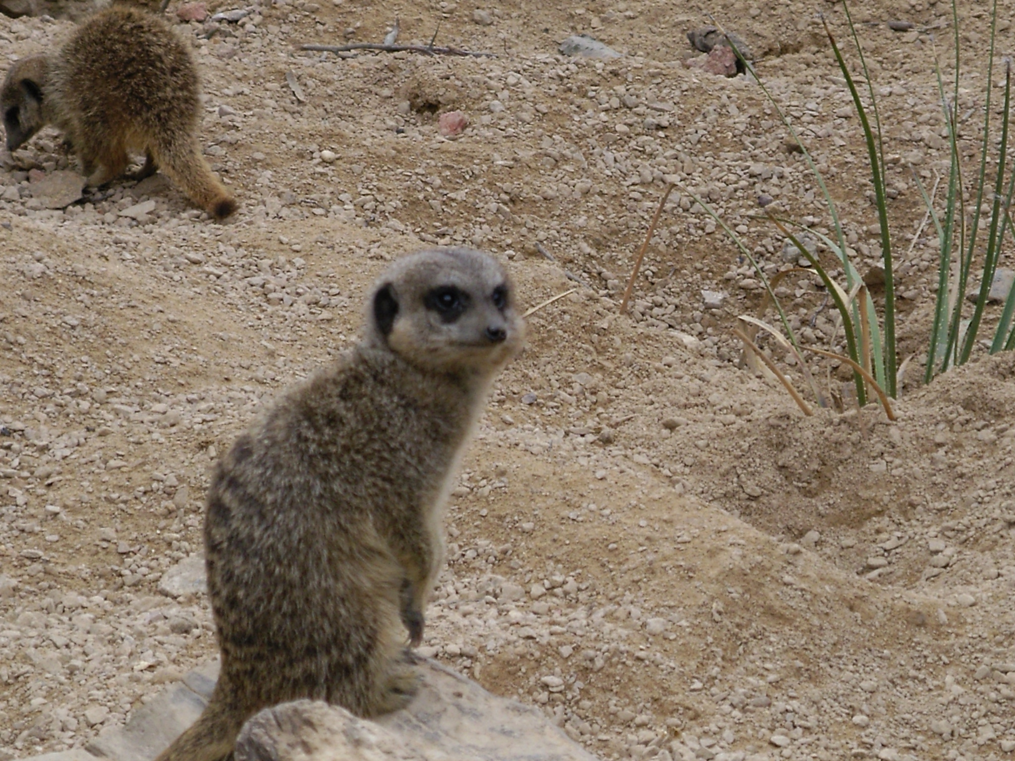 two meerkats on a dirt area next to grass