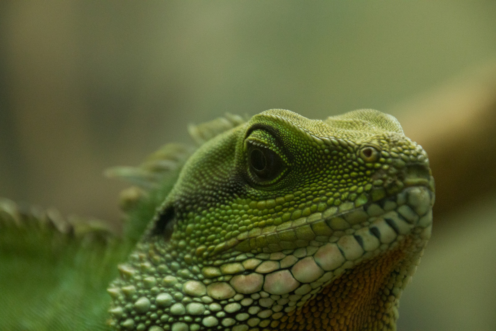 close up view of a lizard's head