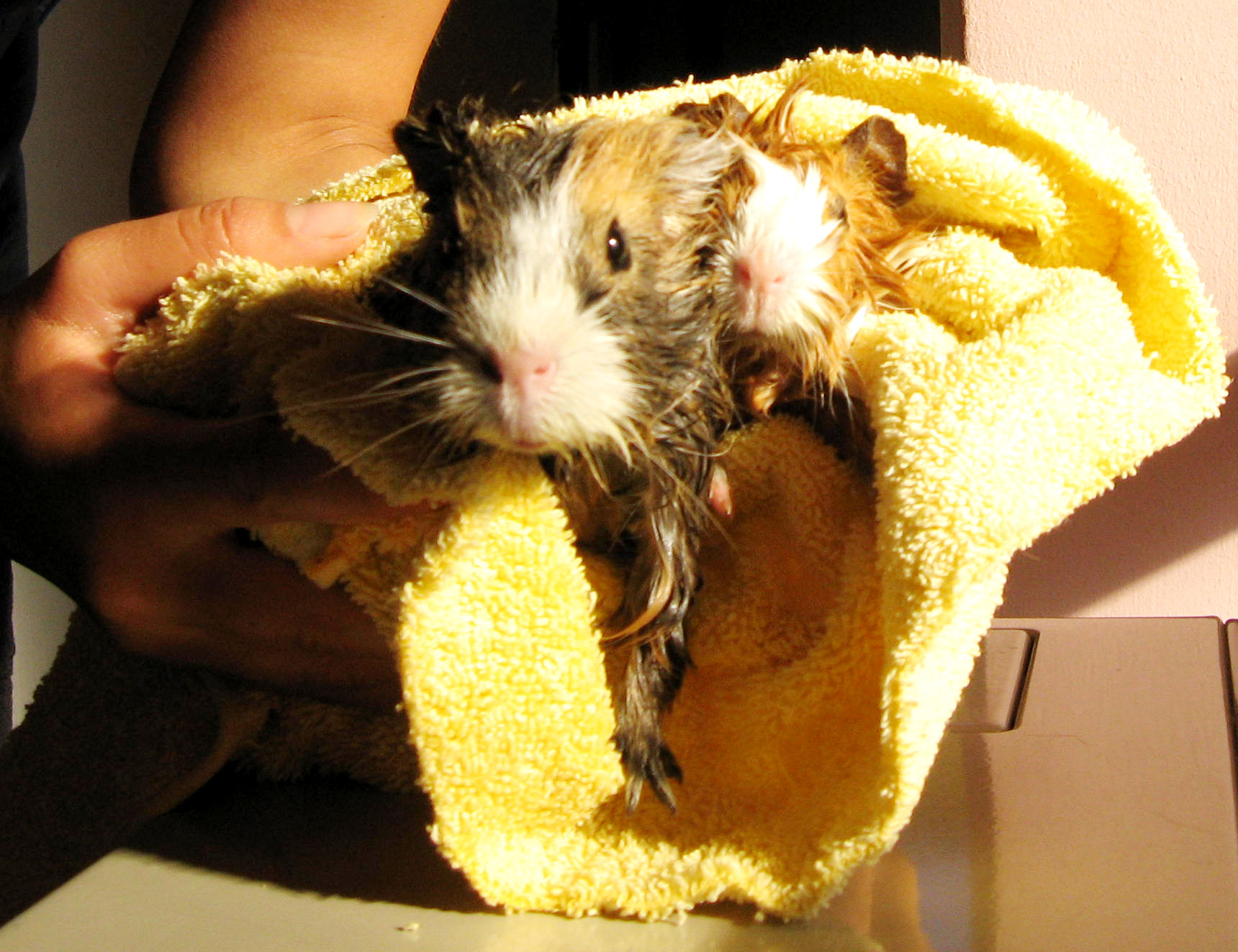 two guinea pigs in a towel being held