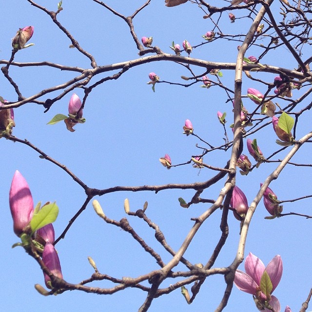 the blossom of the pink tree blossoms are on the nches