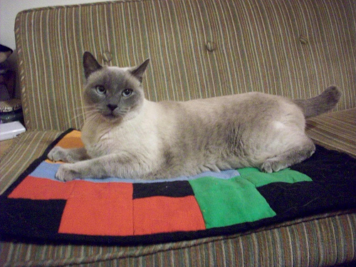 a cat is sitting on a patchwork blanket