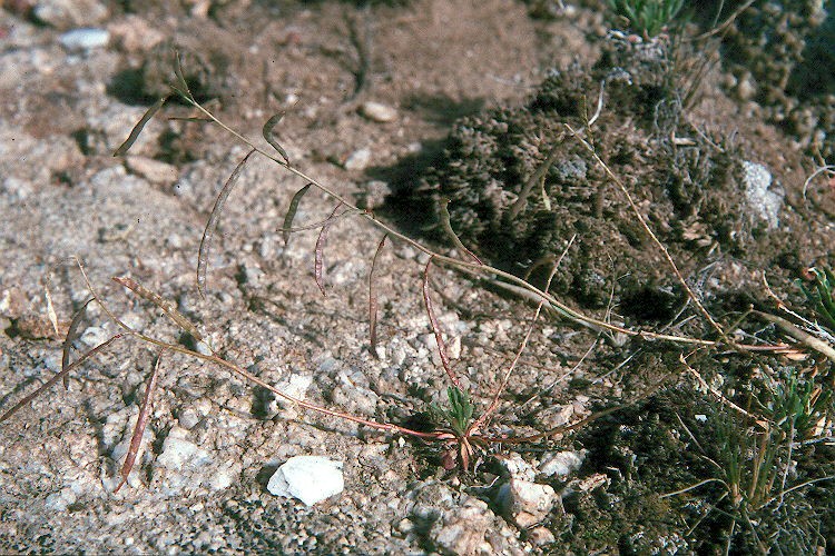 a ground with grass and dirt all over it