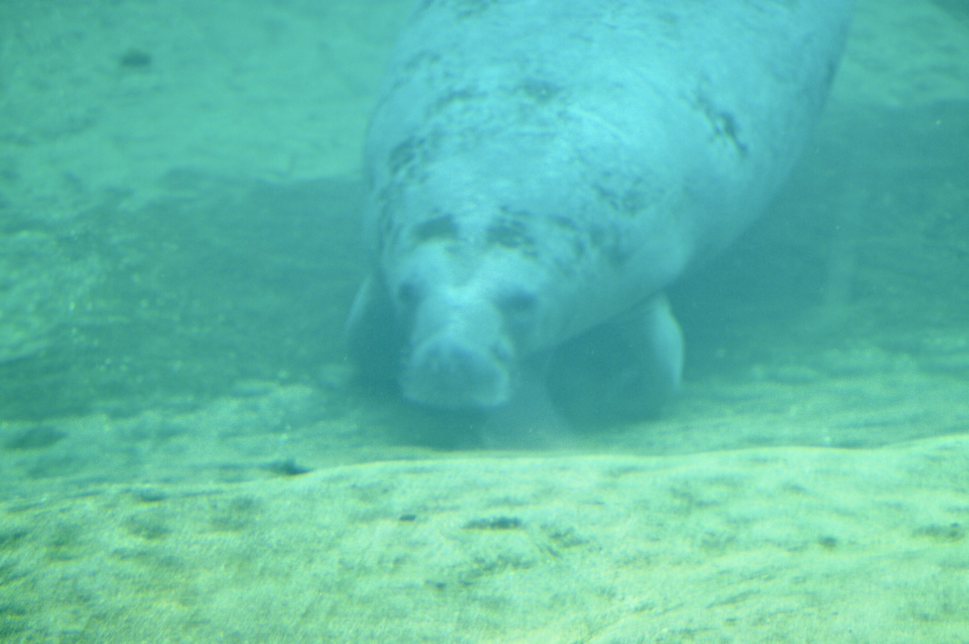 a seal floating in the water under some water
