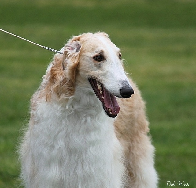 a dog wearing a white leash in the grass