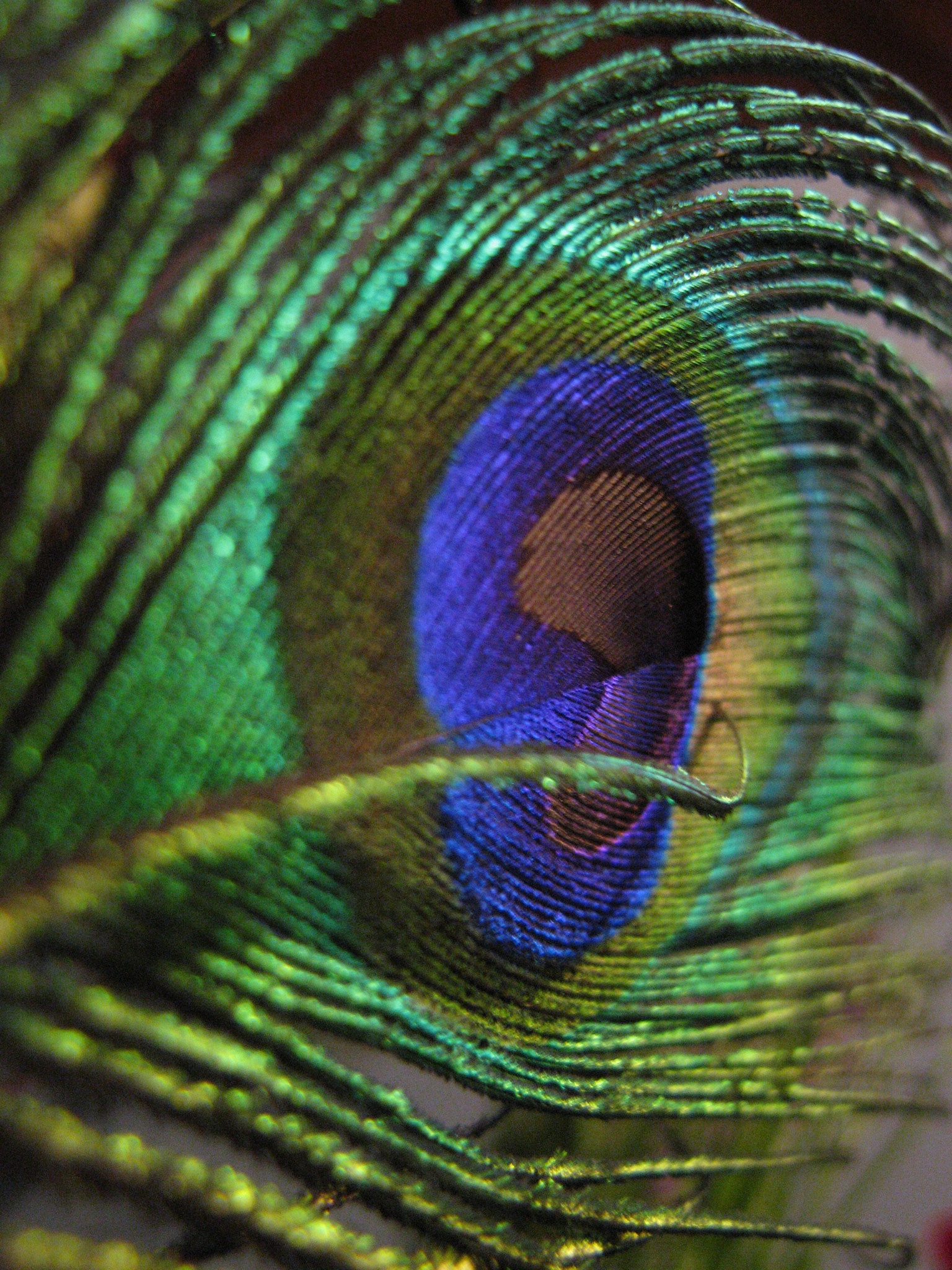 a closeup view of a peacock feather