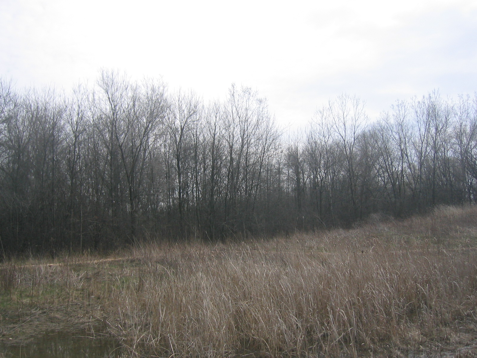 large trees with no leaves are standing in a field