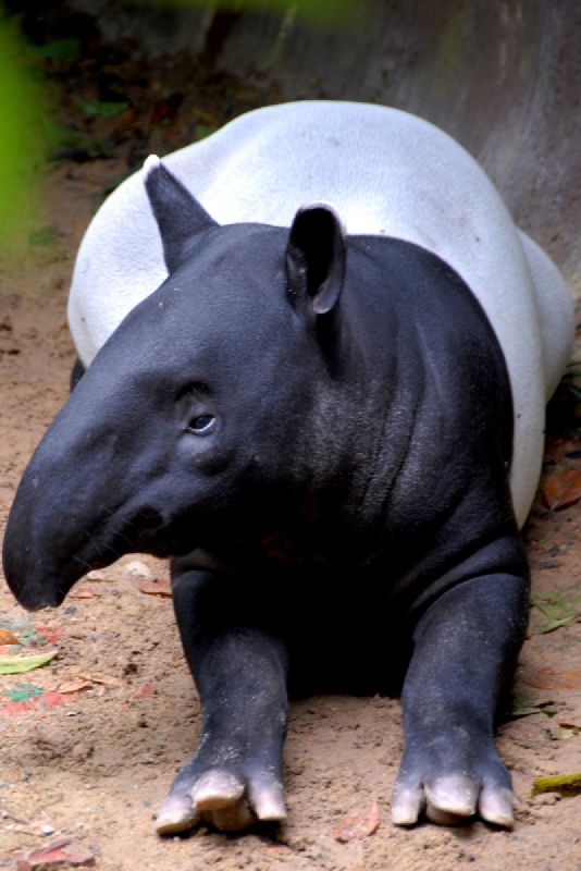 the hippo is sitting down with his head turned to the left