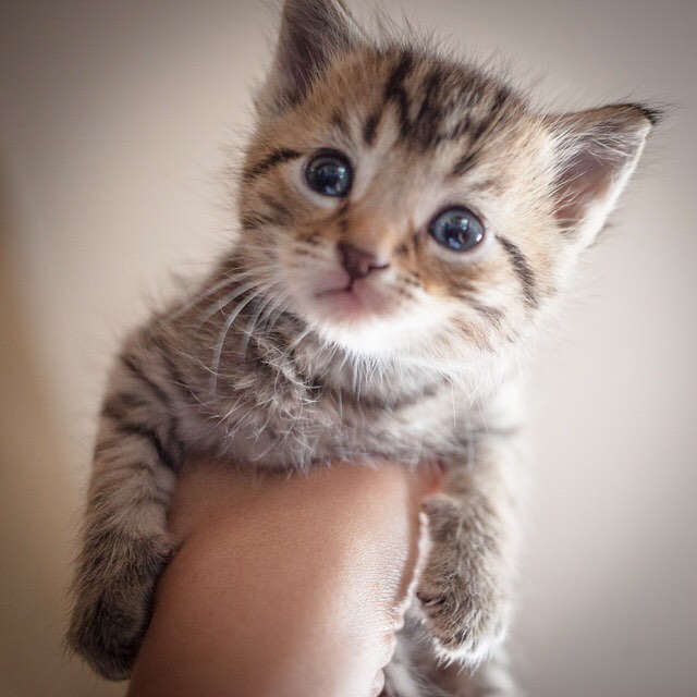 a close up of a person holding a small kitten