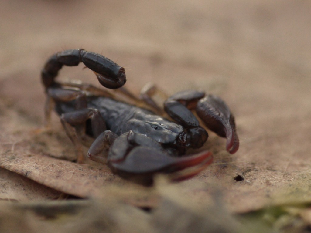 a crab crawling on leaves in the ground