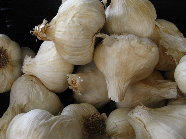 some white garlic that is bunched up and ready to be cooked