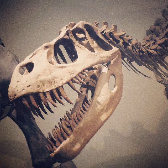 a dinosaur skeleton with large teeth and long teeth