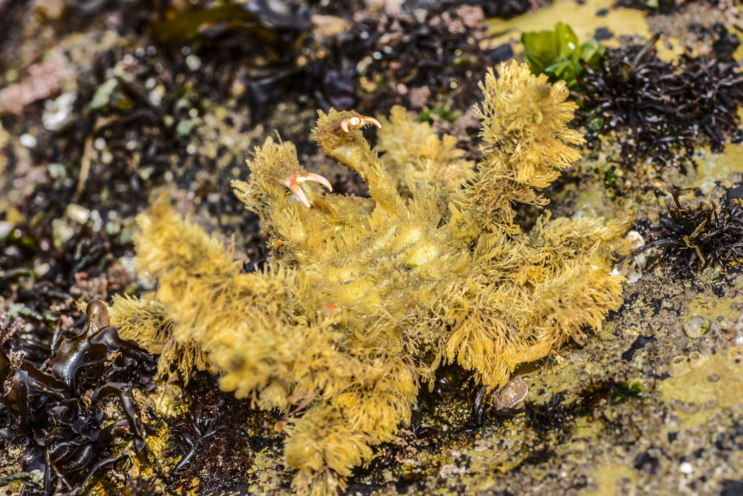 moss growing on a rock next to an ocean