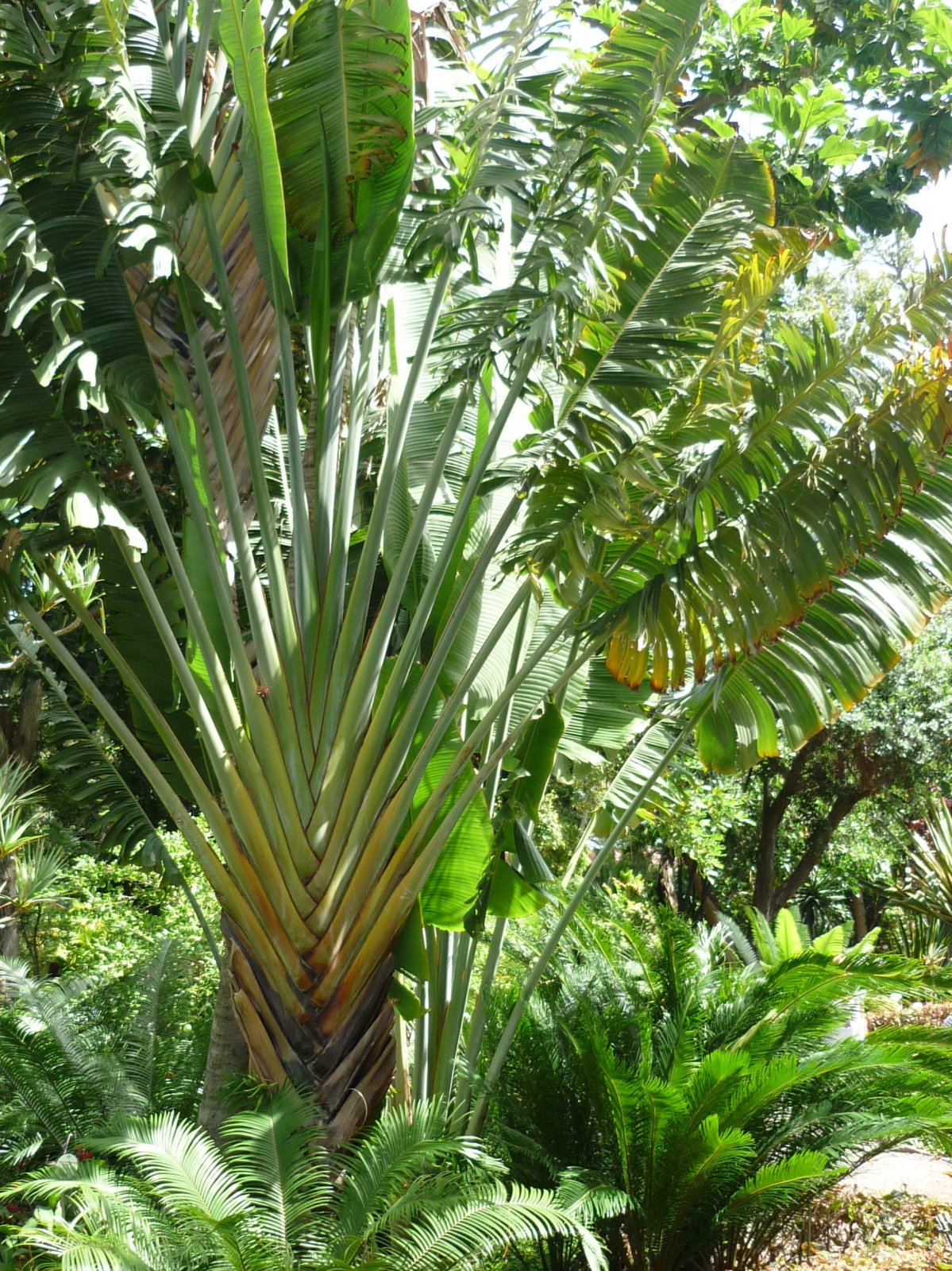 green plant and leaves in the jungle setting