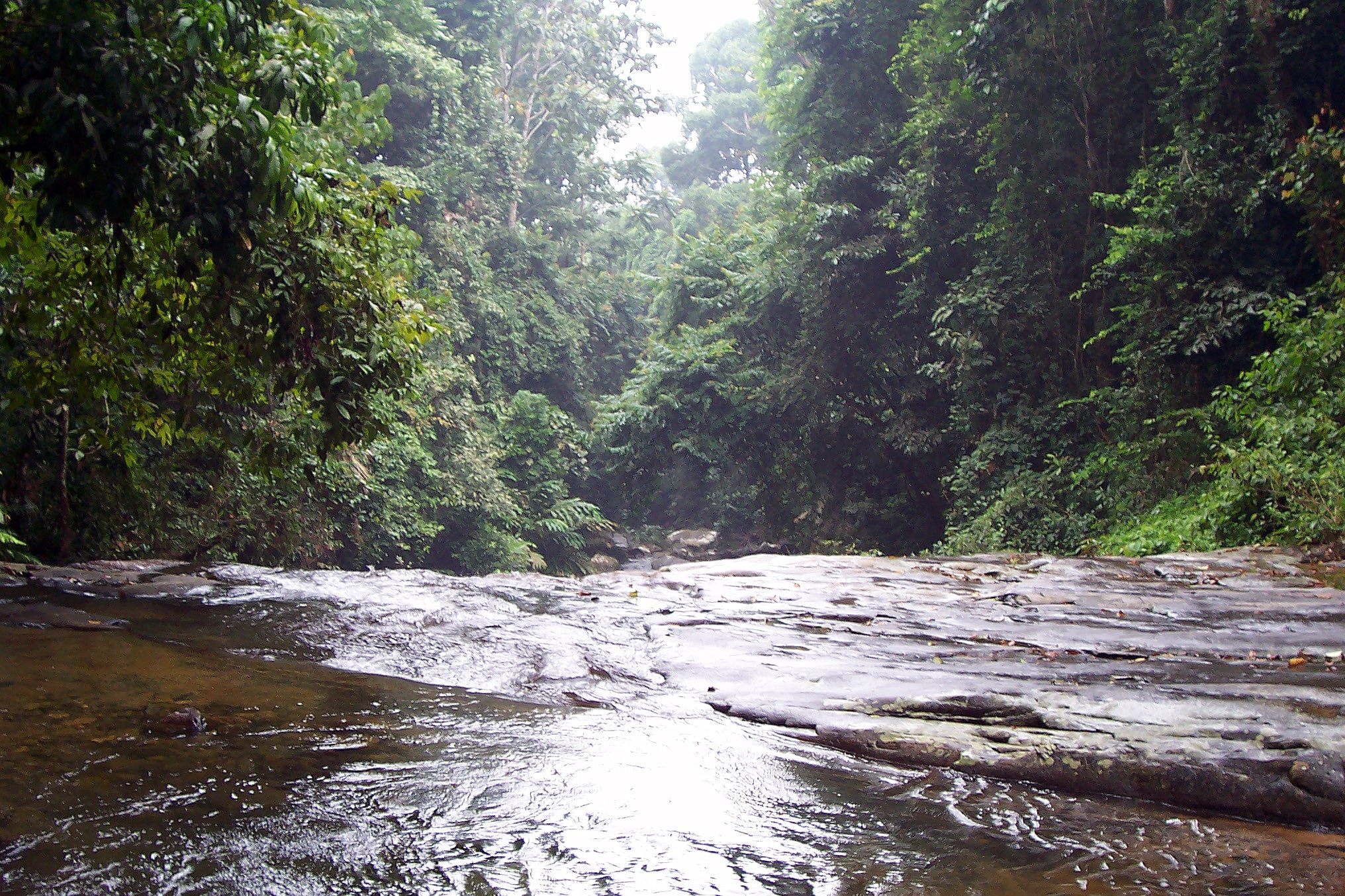 a river surrounded by wooded area and trees