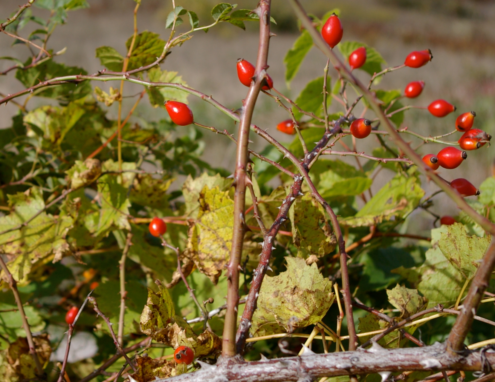 a red berry filled nch on a bush