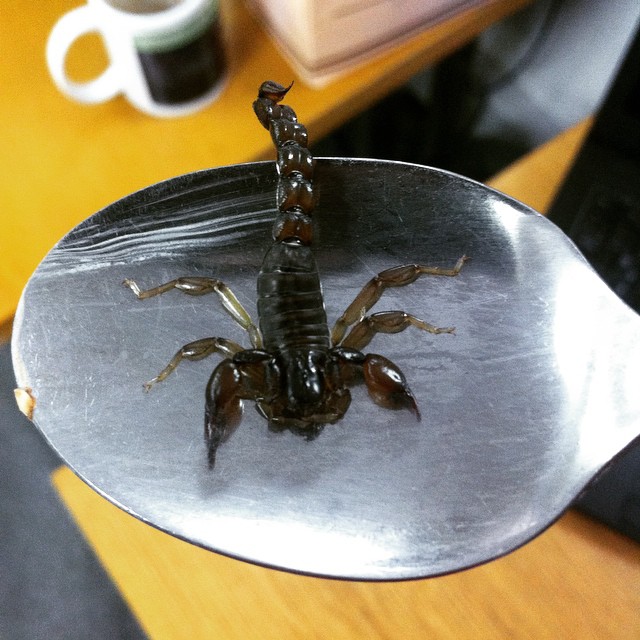 a scorpion on a spoon has been placed on the desk