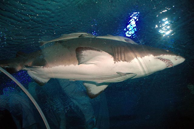 the underwater pographer is taking pos of the large shark