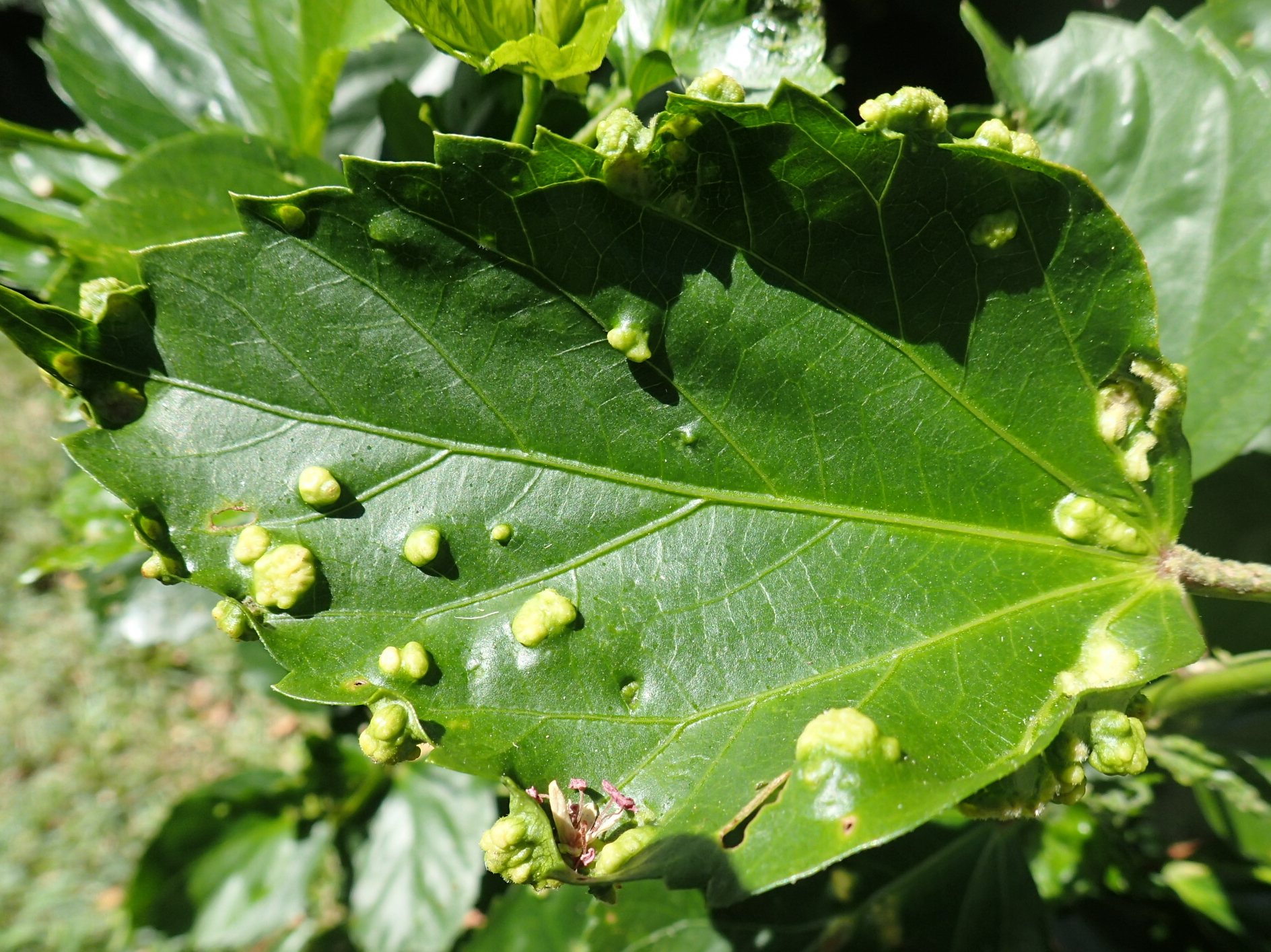 the tree has young leaves all around it