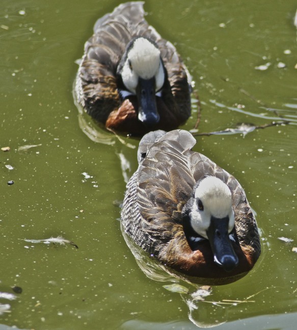 three ducks sitting together in the water next to each other