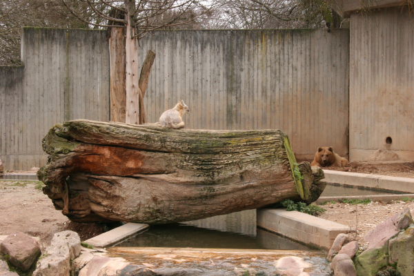 two animals in a enclosure with one on the log