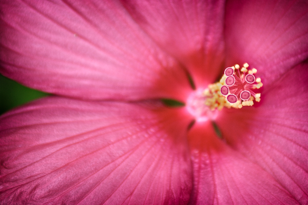 an extreme close up image of the center of a flower