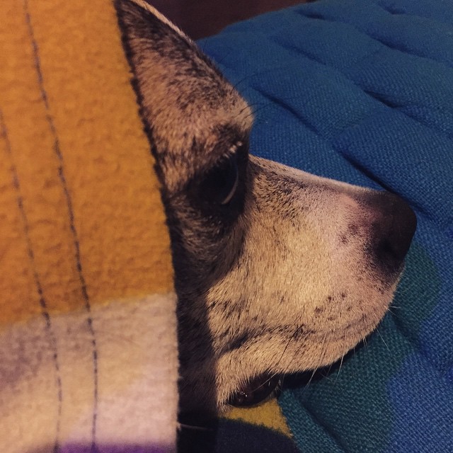 there is a dog hiding behind a blanket