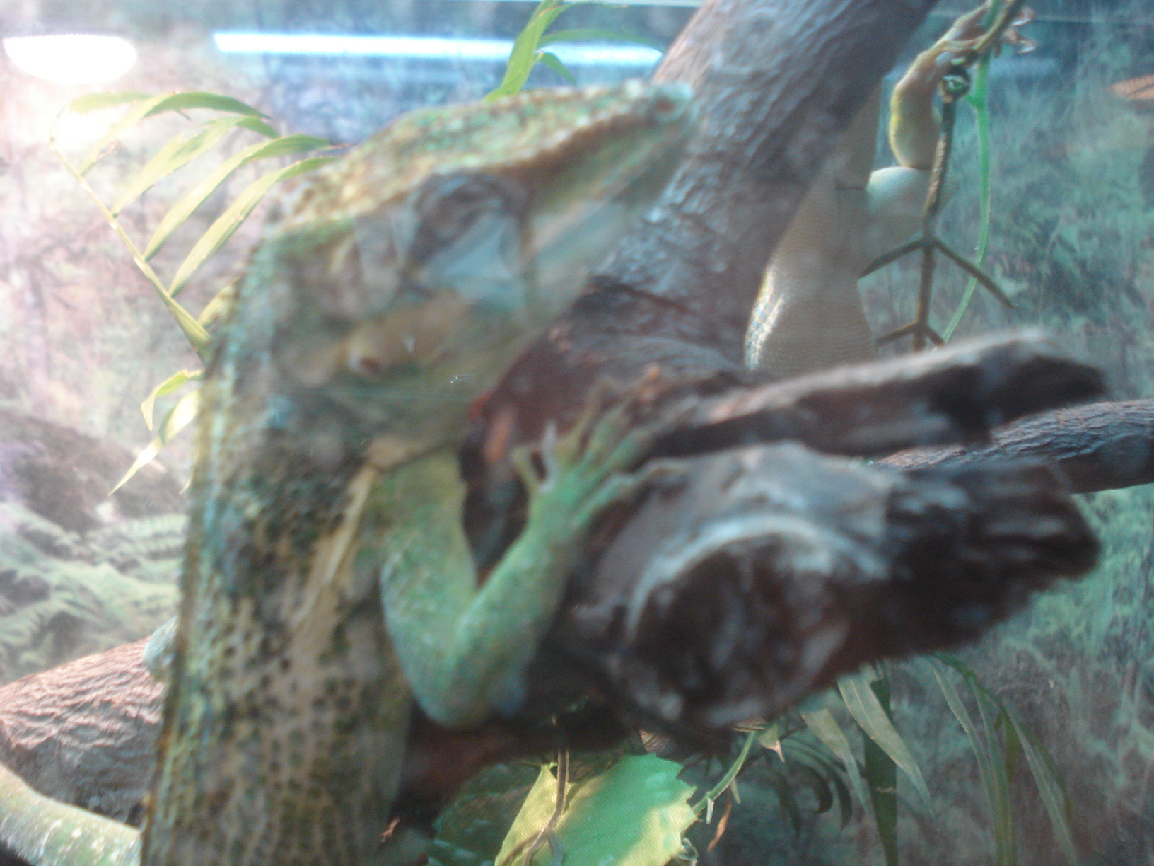 an iguado is sitting on a nch inside a terrarium