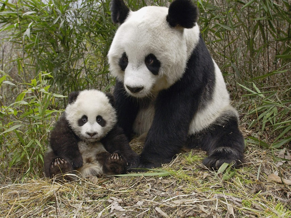 a mother panda and her cub playing with some grass