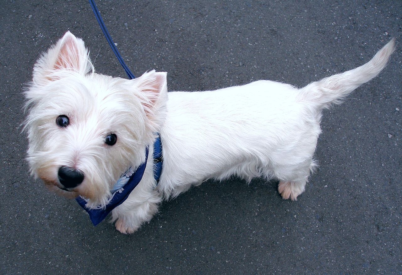 a small white dog with a leash around it's neck