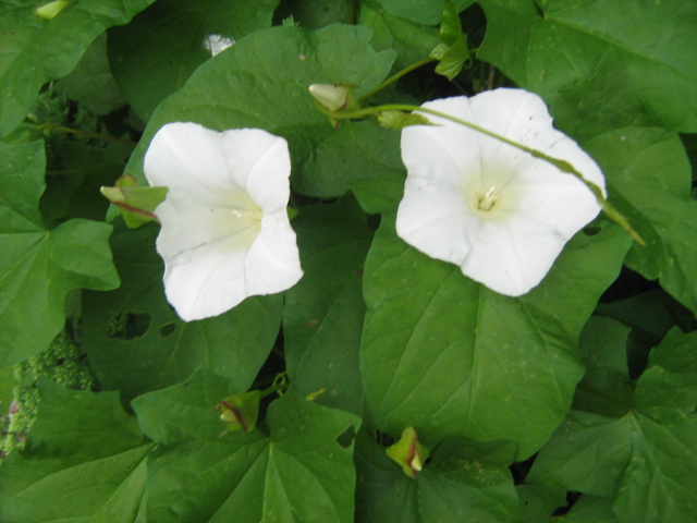 a couple of white flowers that are in a bunch