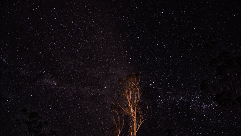 the stars in the night sky can be seen above a bare tree