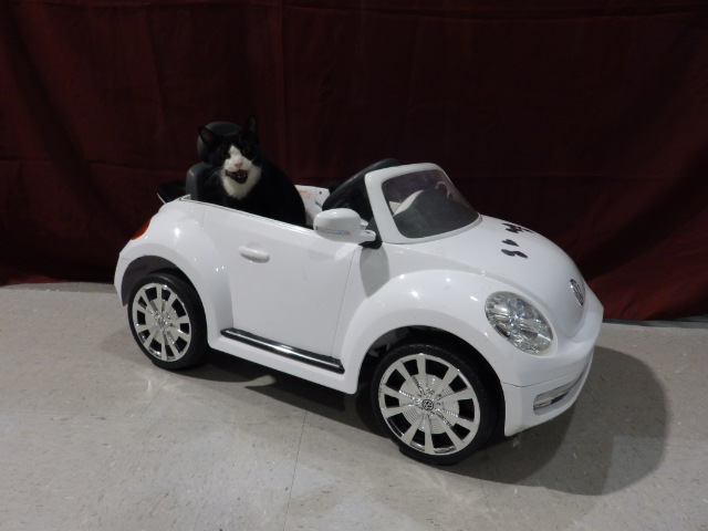 a black and white dog sitting in the back seat of a toy car