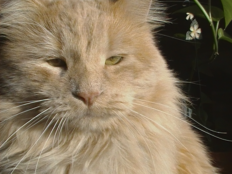 a cat that is laying down near some flowers