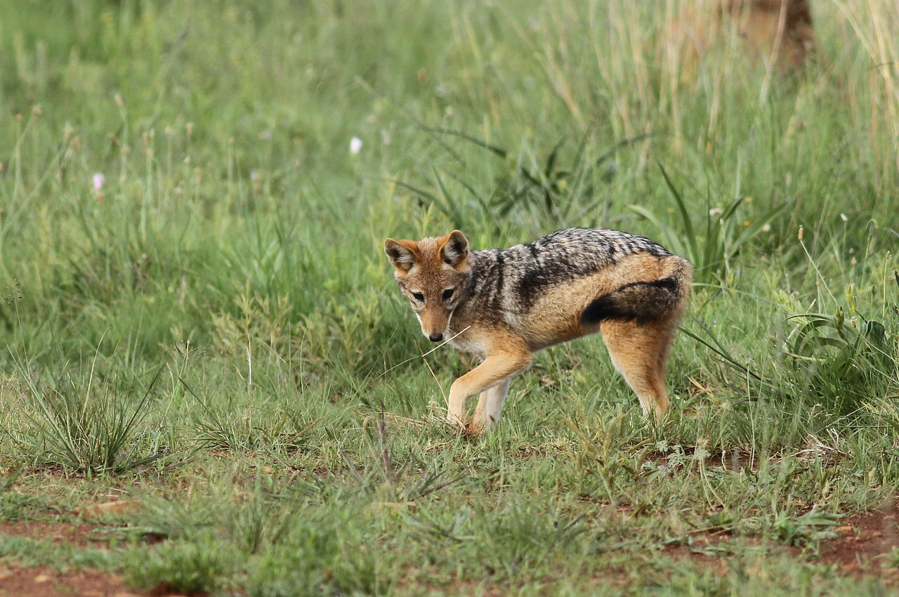 a wolf is walking through the green grass