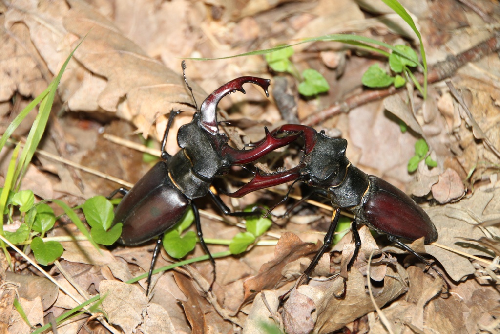 a couple of bug standing next to each other on the ground