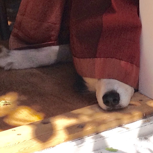 the dog has his head under a piece of furniture